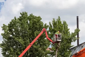 How do you cut down a big tree at Davenport, IA
