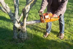 How do you cut down a big tree in Davenport, IA
