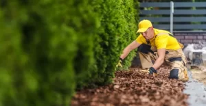 Stump removal vs. stump grinding the pros and cons at Davenport, IA