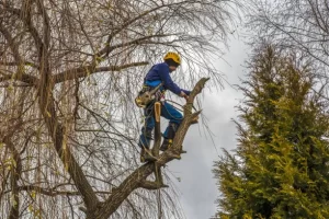 What’s the best time of year to trim a pine tree in Davenport, IA