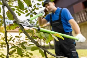 What’s the best time of year to trim an oak tree at Davenport, IA
