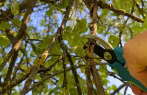 What’s the best time of year to trim an oak tree in Davenport, IA