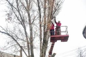 Why you need to trim your trees at the right time of year at Davenport, IA