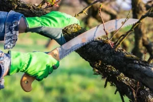 Why you need to trim your trees at the right time of year in Davenport, IA